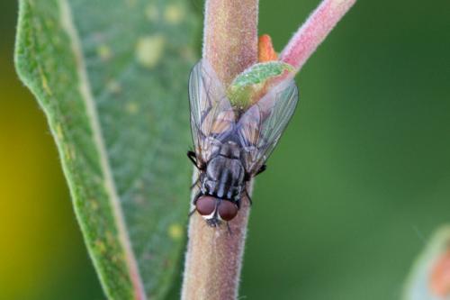 Réf. 241 283 : Musca autumnalis